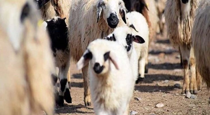 قیمت گوشت به زودی کاهش می‌یابد