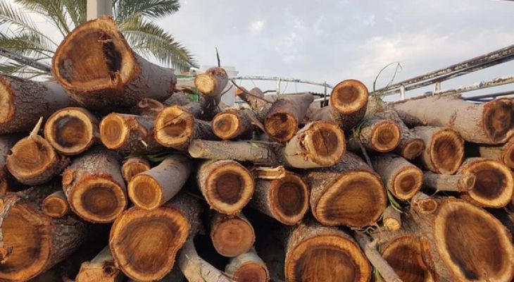 کشف ۱۴ تن چوب قاچاق در کرج