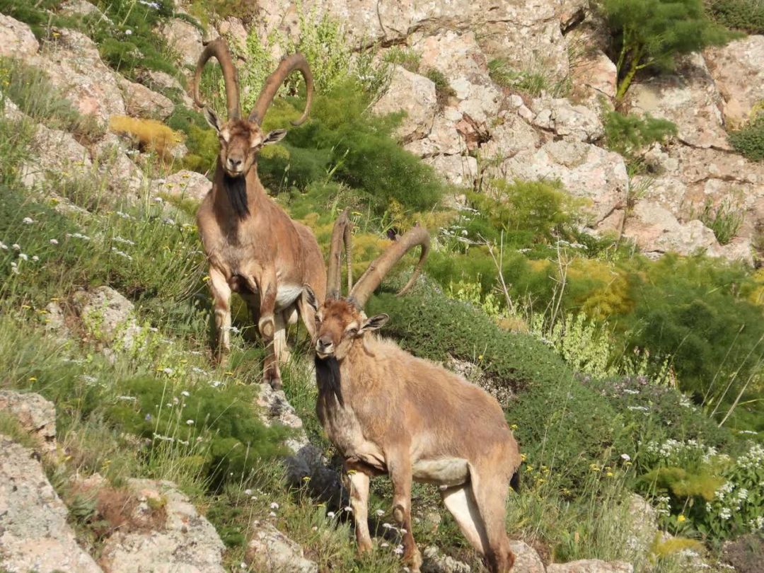سرشماری حیات‌وحش البرز با مشارکت مردمی
