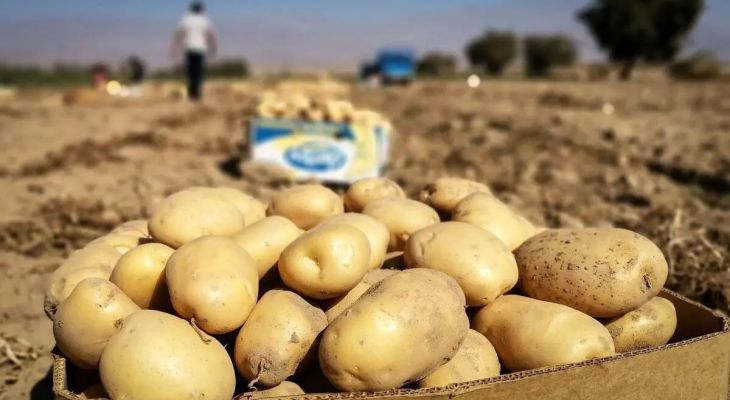 آرامش به بازار سیب زمینی باز می‌گردد