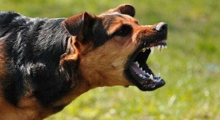 آغاز جمع‌آوری سگ‌های بلاصاحب ماهدشت