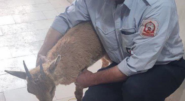زنده‌گیری گوزن گرفتار در رودخانه‌ی پراچان