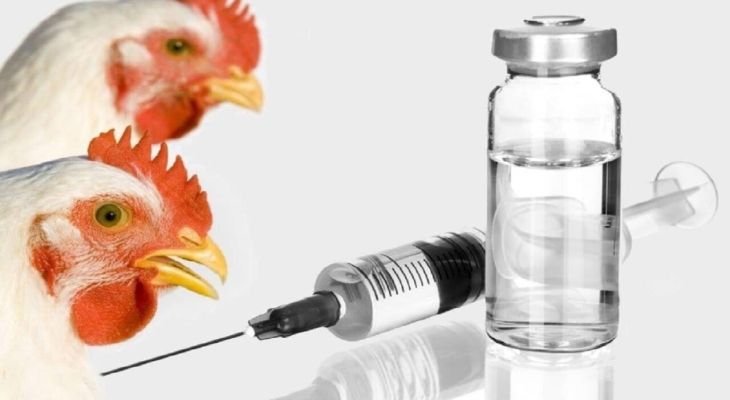 تولید واکسن آنفلوآنزای طیور با فناوری پرتودهی گاما