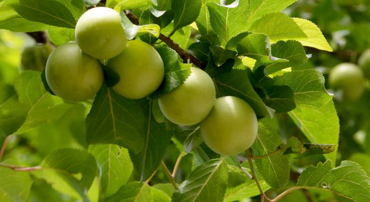 قیمت میوه‌های نوبرانه ۳۰ درصد ارزان شد
