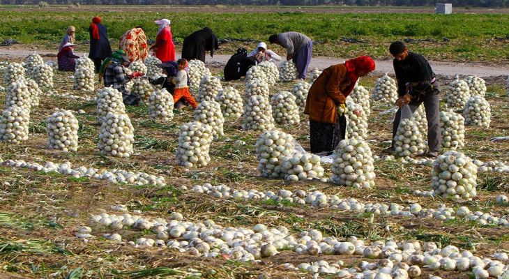 قیمت پیاز اشک کشاورزان را درآورد