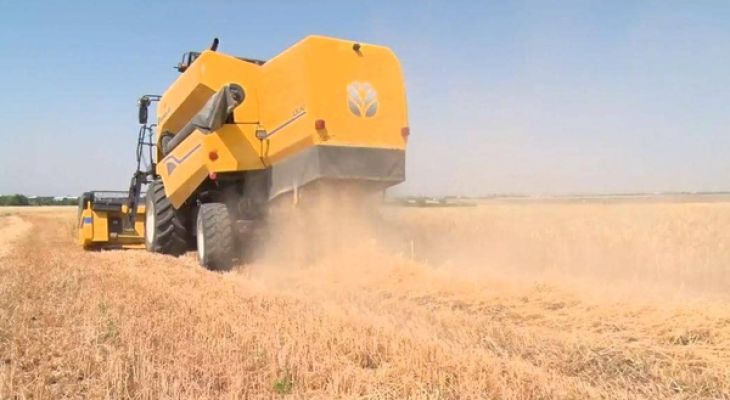 ثبات تولید گندم در ساوجبلاغ با وجود خشکسالی