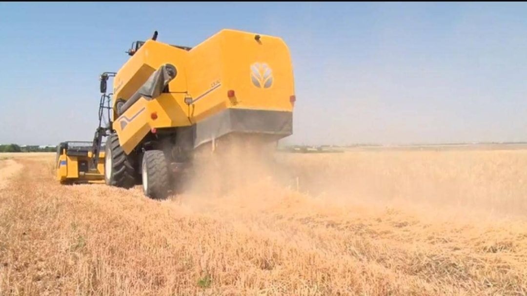 ثبات تولید گندم در ساوجبلاغ با وجود خشکسالی