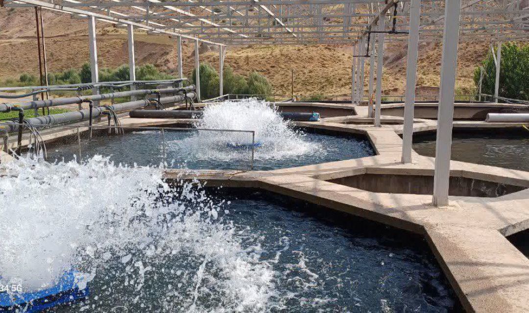 پرورش ماهی؛ فرصتی مناسب برای اشتغال پایدار