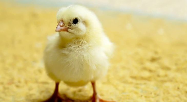 افزایش ۶ درصدی جوجه‌ریزی در البرز