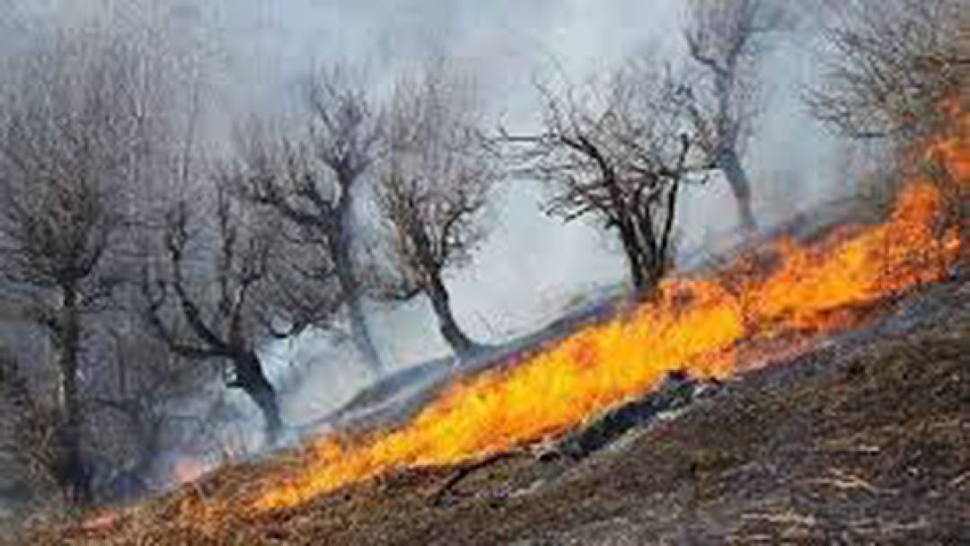 بررسی علت آتش‌سوزی در منطقه حفاظت‌شده البرز جنوبی