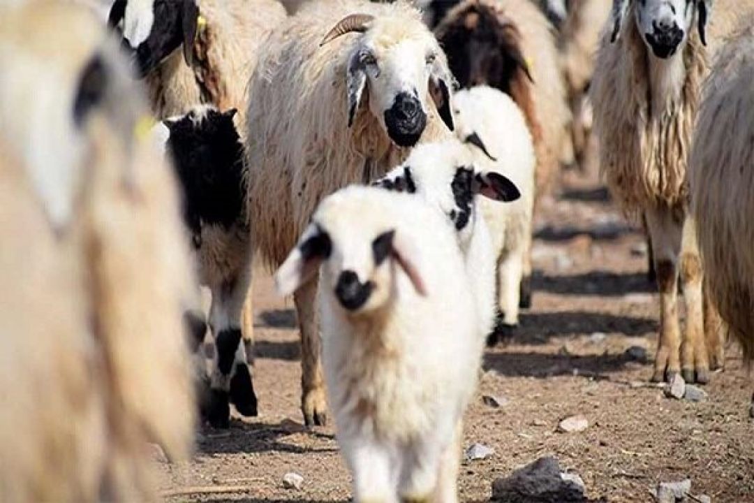 قیمت گوشت به زودی کاهش می‌یابد