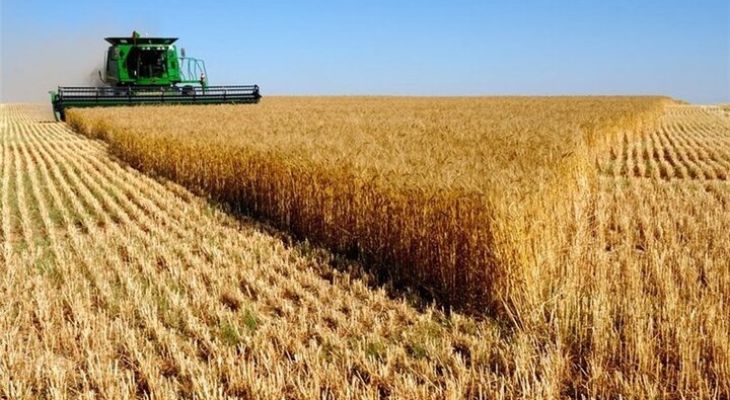 تولید ۱۸۷۵ تن گندم در فردیس