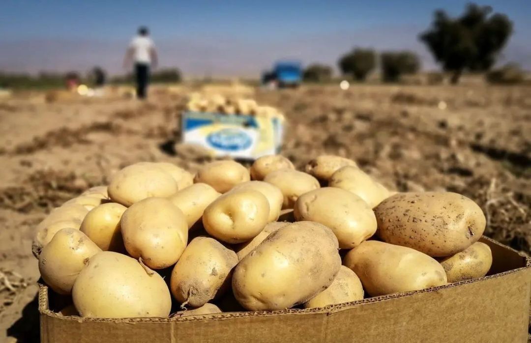 آرامش به بازار سیب زمینی باز می‌گردد