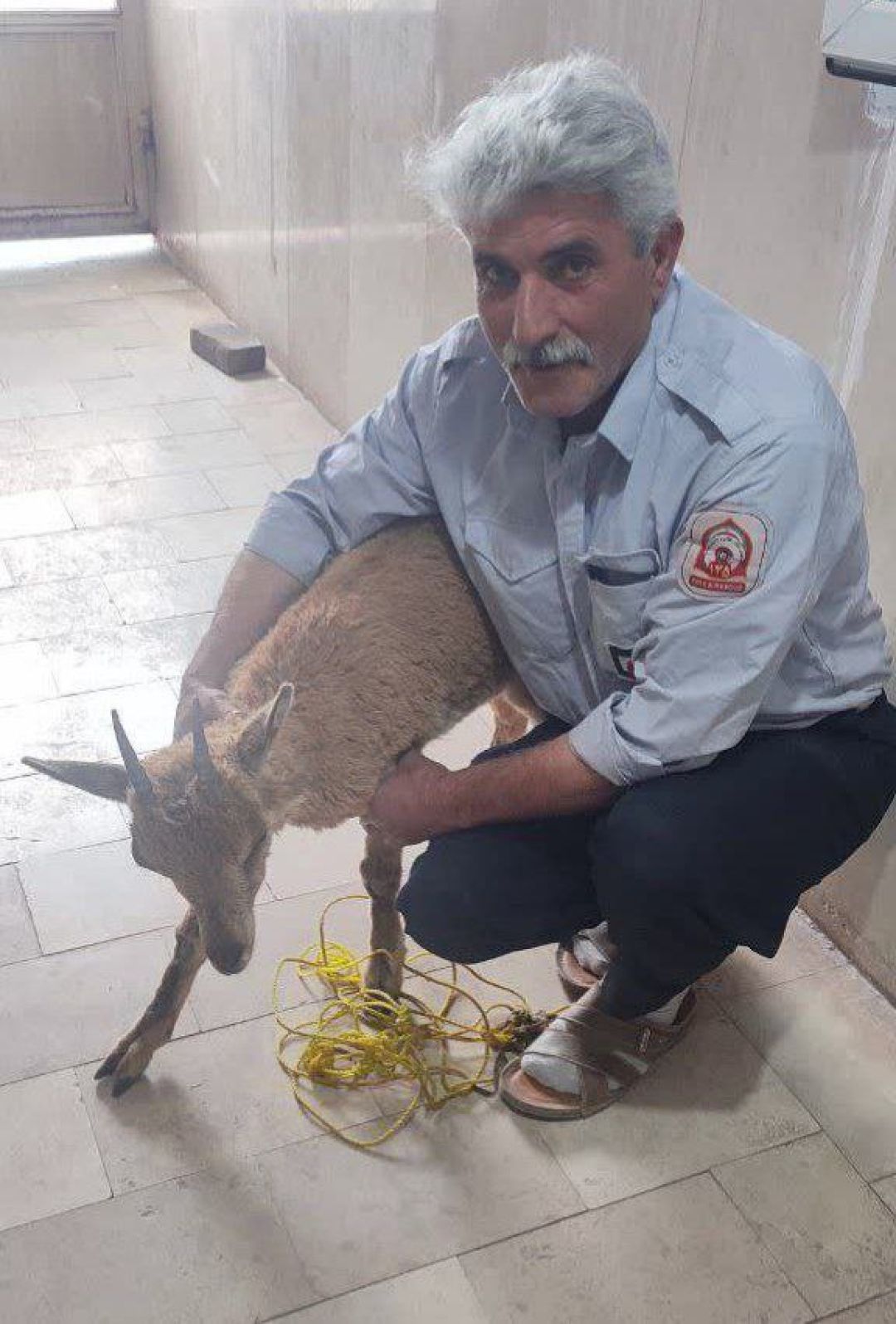زنده‌گیری گوزن گرفتار در رودخانه‌ی پراچان